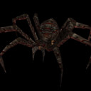 spider (2).JPG